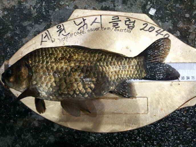 신나는 출조길 (조황조행기 - 낚시점조황)