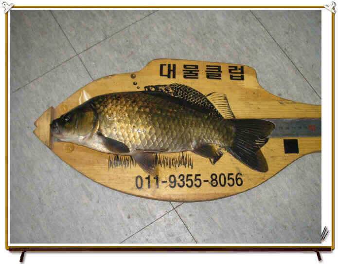 7월 첫째주 조황정보입니다 (조황조행기 - 낚시점조황)