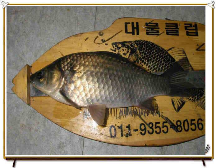 7월 첫째주 조황정보입니다 (조황조행기 - 낚시점조황)