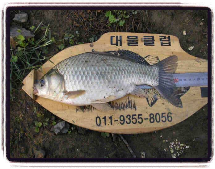 행복한 지난주였습니다 (조황조행기 - 낚시점조황)