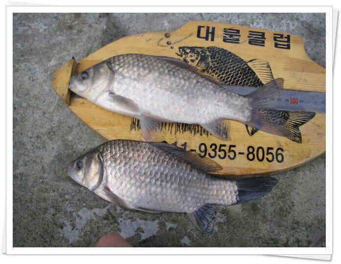 새물찬스 (조황조행기 - 낚시점조황)