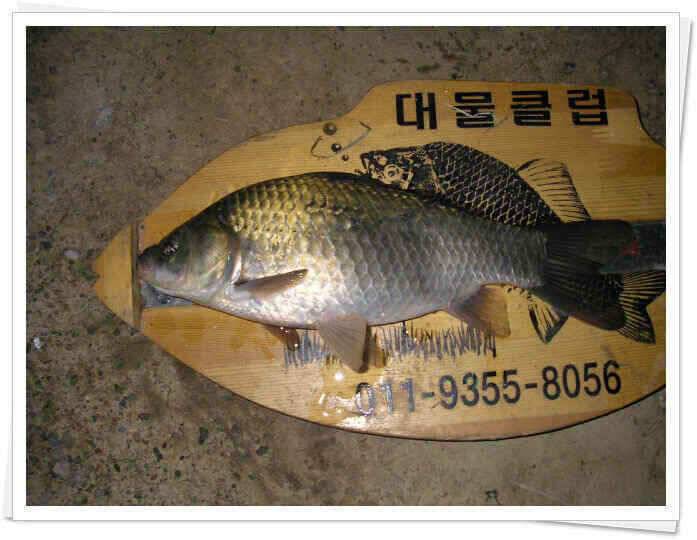 새물찬스 (조황조행기 - 낚시점조황)