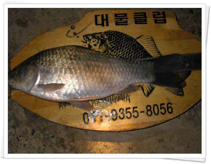 새물찬스 (조황조행기 - 낚시점조황)