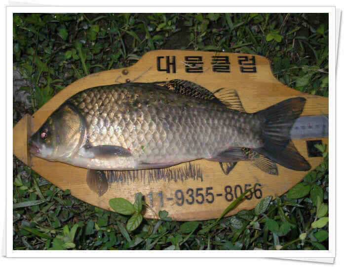 새물찬스 (조황조행기 - 낚시점조황)