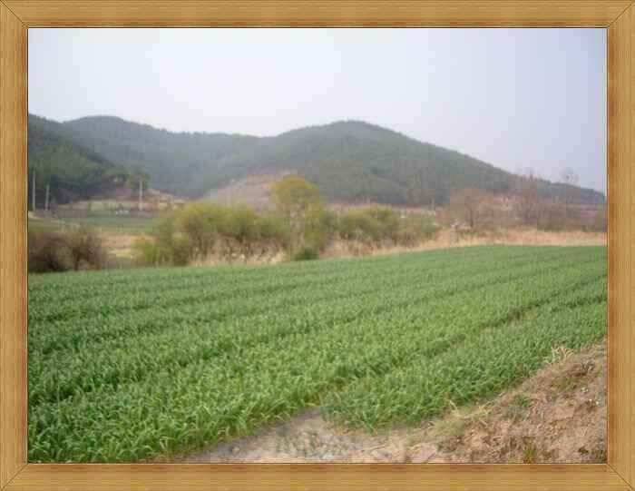 대물 현장 이방 장천늪 (조황조행기 - 낚시점조황)