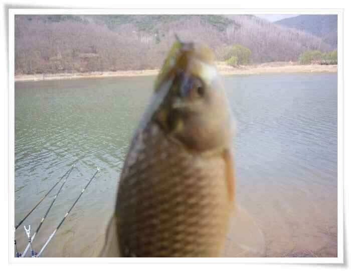 청도 이서 수야지 답사 (조황조행기 - 낚시점조황)