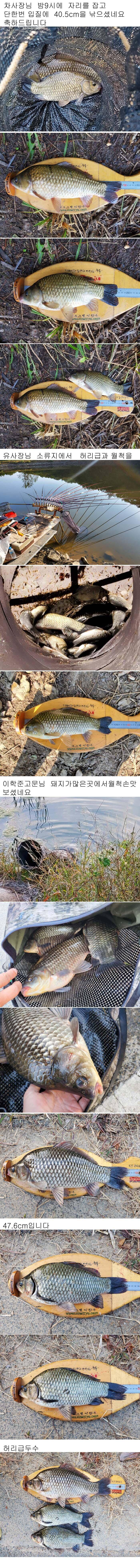 의성권 연휴 조황입니다 최고 476cm까지 수정이 안되 다시올렸습니다 (조황조행기 - 낚시점조황)