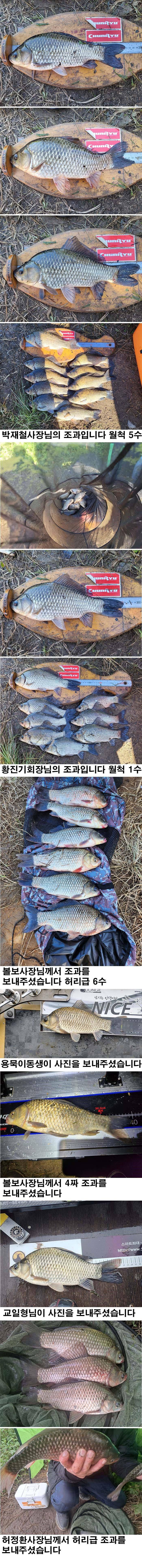 의성권 허리급 조과입니다 (조황조행기 - 낚시점조황)