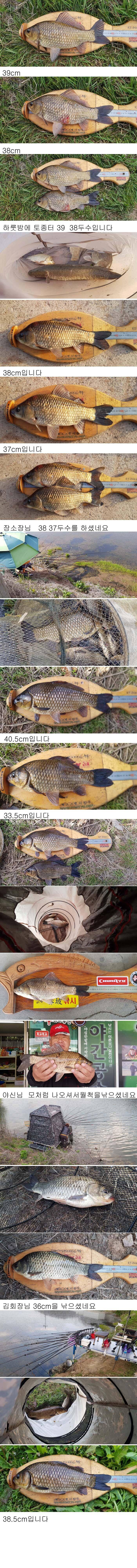 의성권 최대 465cm까지 나와주네요 (조황조행기 - 낚시점조황)