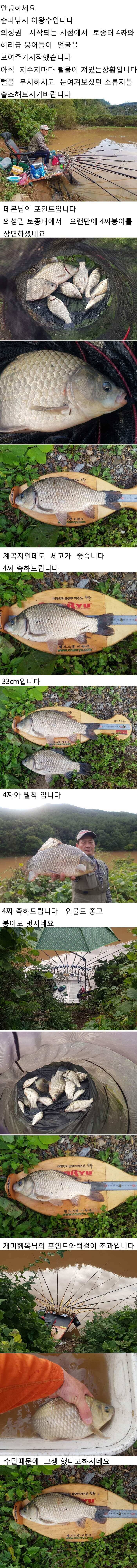 의성 가을 4짜와 허리급붕어입니다 (조황조행기 - 낚시점조황)