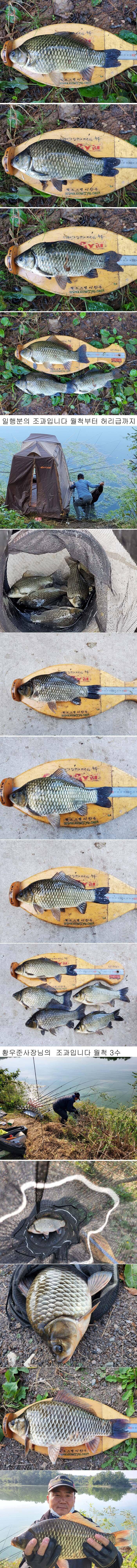 의성권 연휴 조황입니다 최고 476cm까지 수정이 안되 다시올렸습니다 (조황조행기 - 낚시점조황)