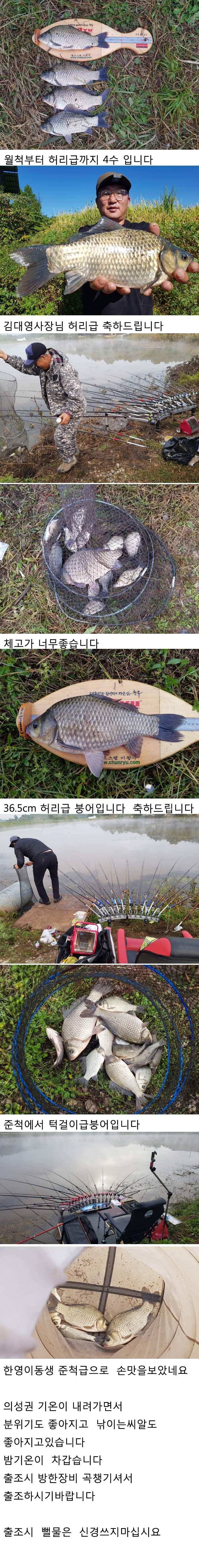 의성 가을 4짜와 허리급붕어입니다 (조황조행기 - 낚시점조황)