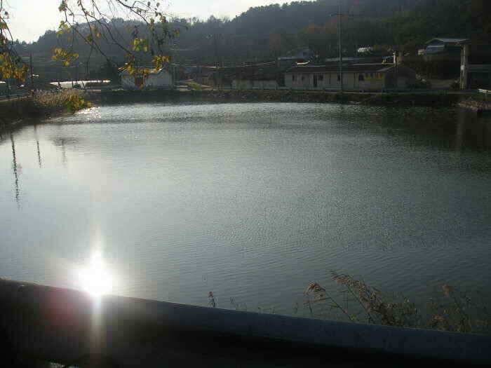 배스속에서의 귀한 붕순이들 (조황조행기 - 낚시점조황)