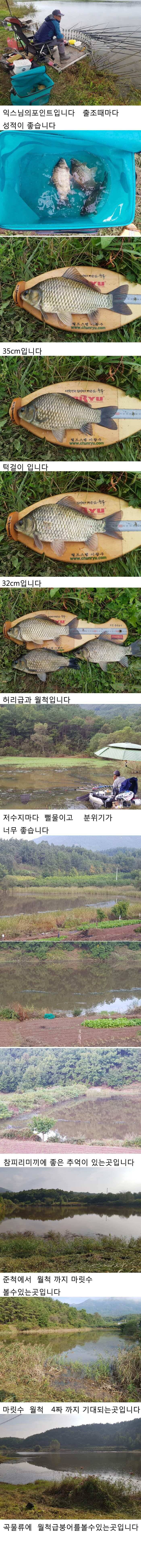 의성 가을 4짜와 허리급붕어입니다 (조황조행기 - 낚시점조황)