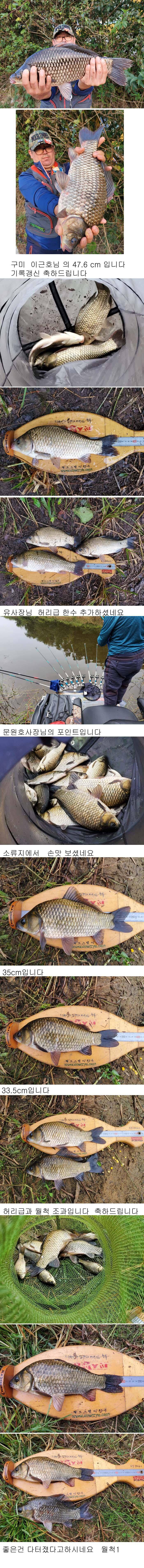 의성권 연휴 조황입니다 최고 476cm까지 수정이 안되 다시올렸습니다 (조황조행기 - 낚시점조황)