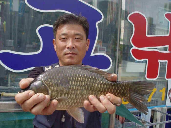 구미지역 6월1주차 조황정보 (조황조행기 - 낚시점조황)