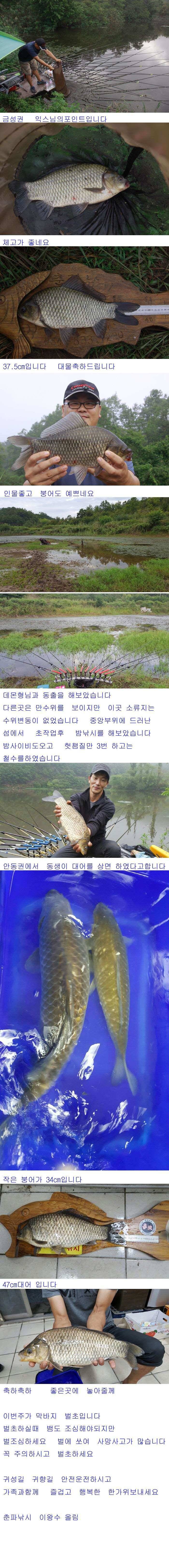 47cm 대어와 허리급 붕어입니다 (조황조행기 - 낚시점조황)