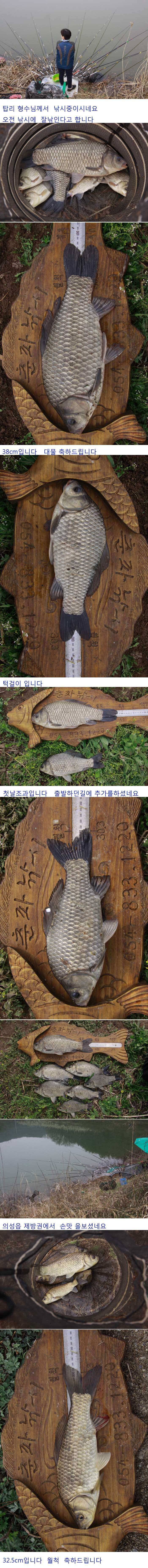 의성권 허리급 월척 잘나오네요 (조황조행기 - 낚시점조황)