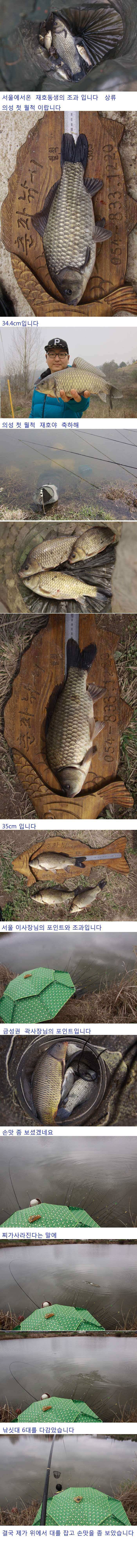 의성권 허리급 월척 잘나오네요 (조황조행기 - 낚시점조황)