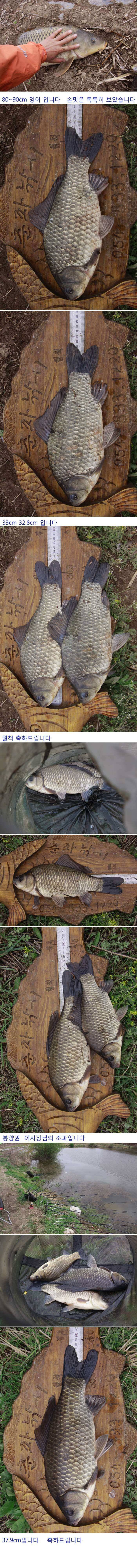 의성권 허리급 월척 잘나오네요 (조황조행기 - 낚시점조황)