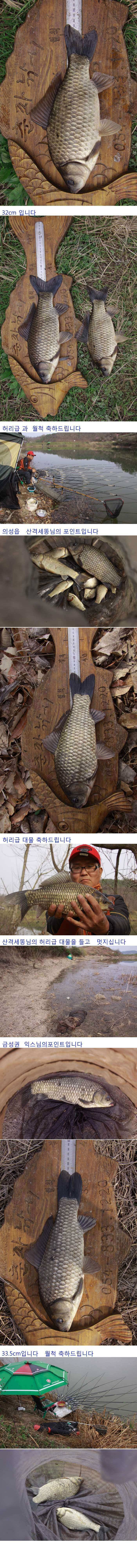 의성권 허리급 월척 잘나오네요 (조황조행기 - 낚시점조황)