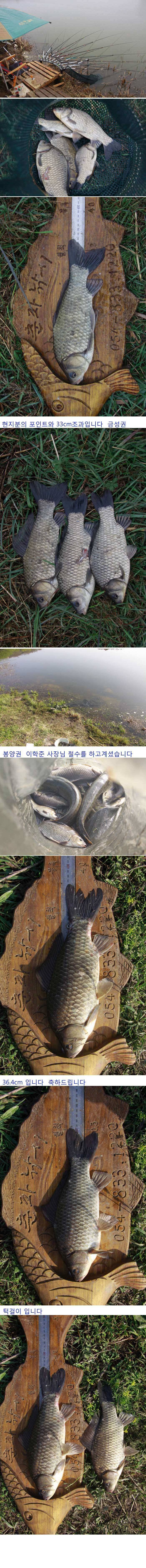 의성권 허리급 월척 잘나오네요 (조황조행기 - 낚시점조황)