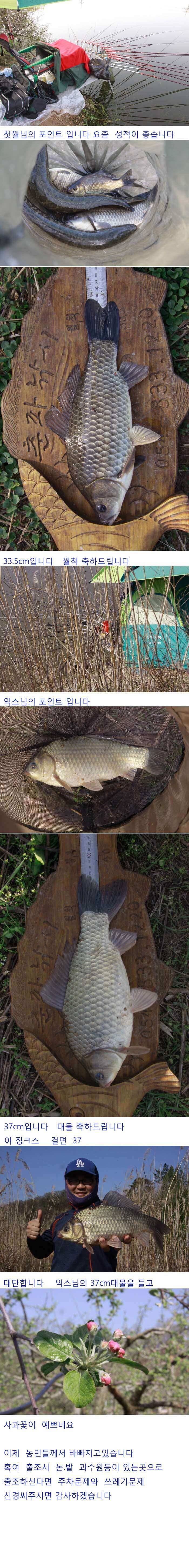 의성권 허리급 월척 잘나오네요 (조황조행기 - 낚시점조황)