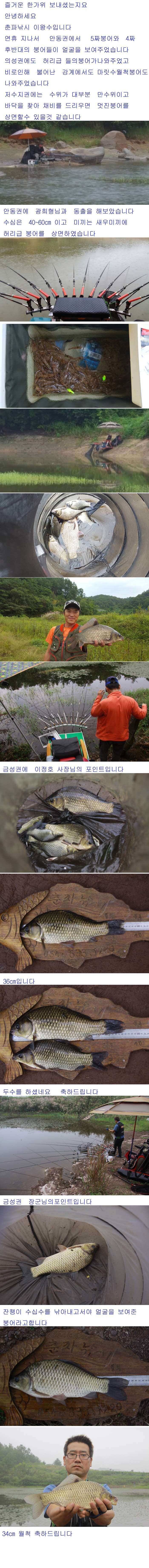 안동권 5짜 소식과 의성권 조황입니다 (조황조행기 - 낚시점조황)