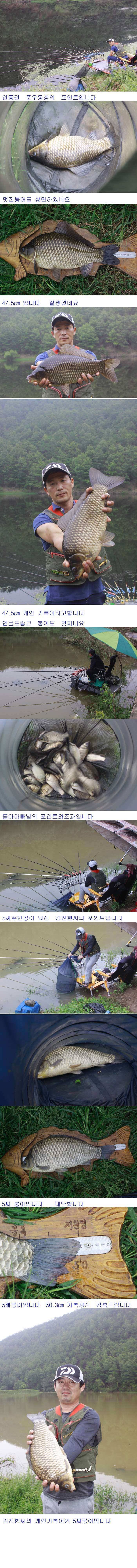 안동권 5짜 소식과 의성권 조황입니다 (조황조행기 - 낚시점조황)