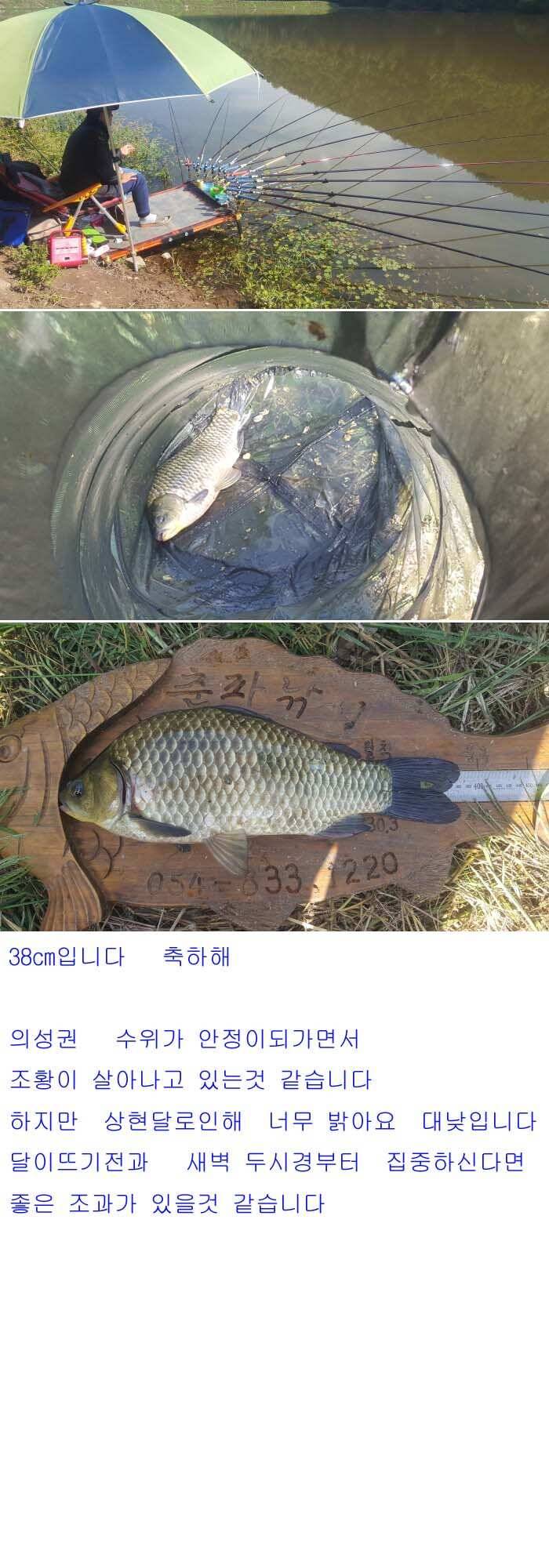 안동권 5짜 소식과 의성권 조황입니다 (조황조행기 - 낚시점조황)