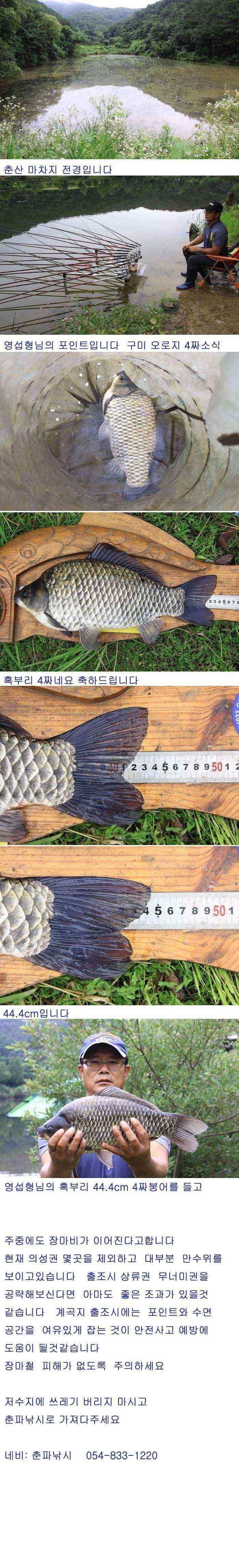의성권 주말 월척 조황입니다 (조황조행기 - 낚시점조황)