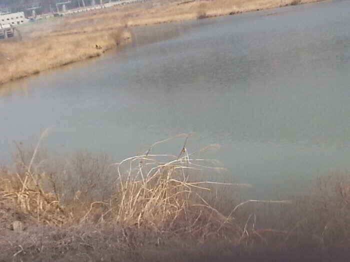 밀양 옥산낚시 (조황조행기 - 낚시점조황)