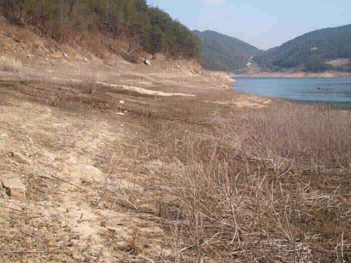 그림으로 보는 안동호 (조황조행기 - 낚시점조황)