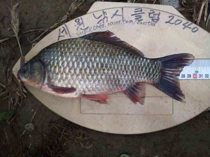 즐거운 한가위 보내셔요 (조황조행기 - 낚시점조황)