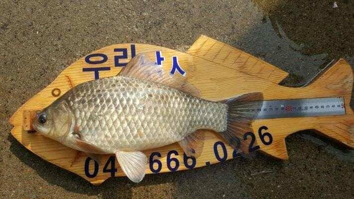 서산권 월척조황 (조황조행기 - 낚시점조황)