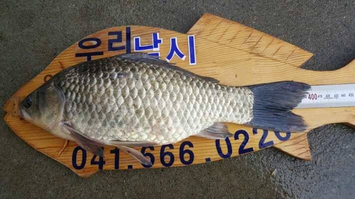 서태안권 4짜급 월척 마릿수 조황 (조황조행기 - 낚시점조황)