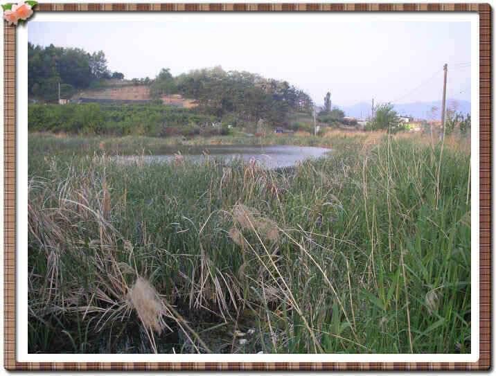 경산권 소식입니다 (조황조행기 - 낚시점조황)