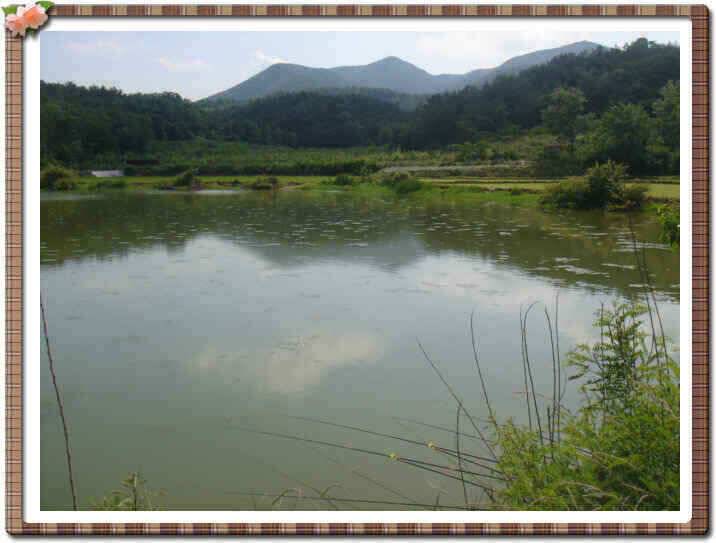 청통권 저수지 현황입니다 (조황조행기 - 낚시점조황)