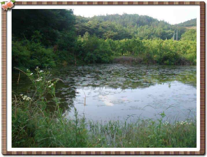 청통권 저수지 현황입니다 (조황조행기 - 낚시점조황)