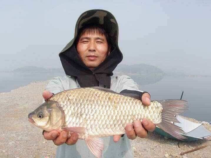 천수만부남호 6월15일 혹부리 43cm 대물조황 (조황조행기 - 낚시점조황)