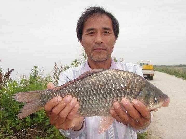 천수만부남호 7월6일 40cm외 잔씨알이 많이 나오네요 (조황조행기 - 낚시점조황)