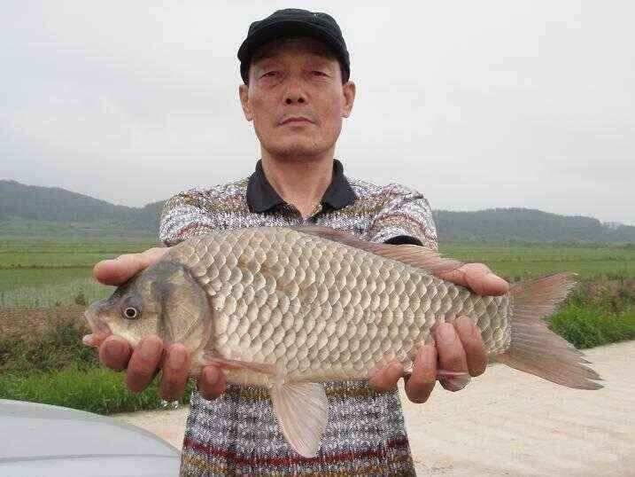 천수만부남호 7월23일 42cm외 마리수조황 (조황조행기 - 낚시점조황)
