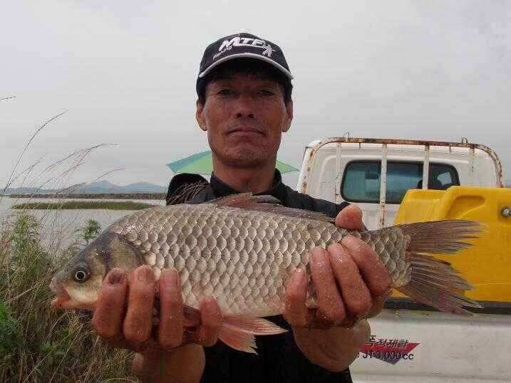 천수만부남호 7월23일 42cm외 마리수조황 (조황조행기 - 낚시점조황)