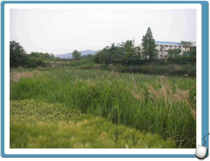 경산권 조황정보입니다 (조황조행기 - 낚시점조황)
