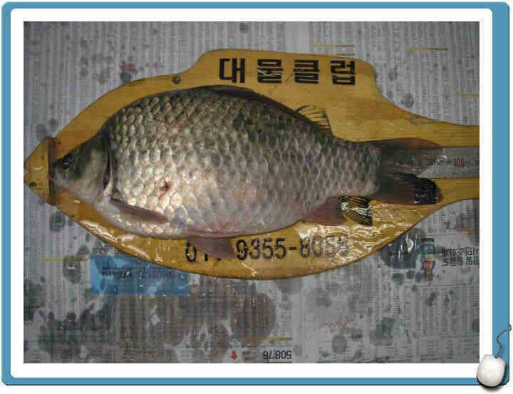 7월마지막주 조황정보입니다 (조황조행기 - 낚시점조황)