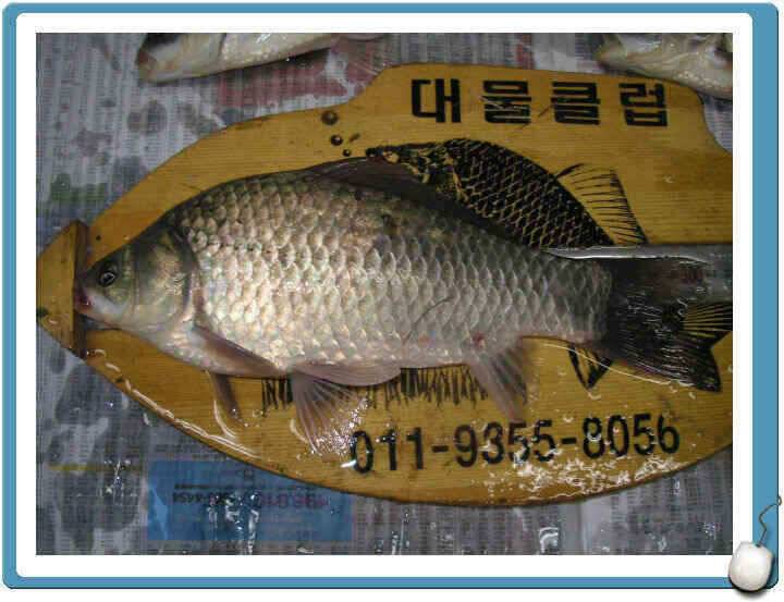 7월마지막주 조황정보입니다 (조황조행기 - 낚시점조황)