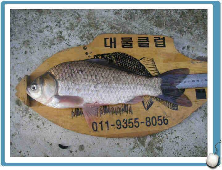 7월마지막주 조황정보입니다 (조황조행기 - 낚시점조황)