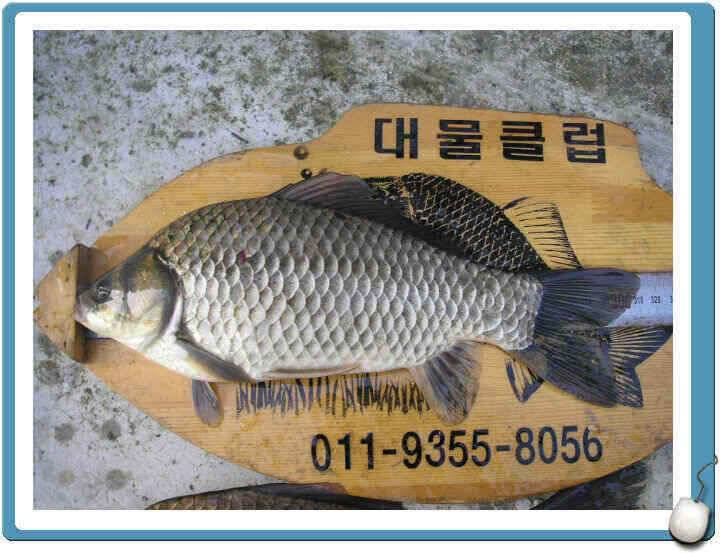 7월마지막주 조황정보입니다 (조황조행기 - 낚시점조황)