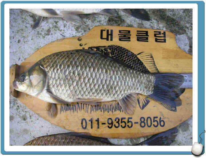 7월마지막주 조황정보입니다 (조황조행기 - 낚시점조황)