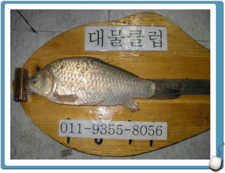 7월마지막주 조황정보입니다 (조황조행기 - 낚시점조황)